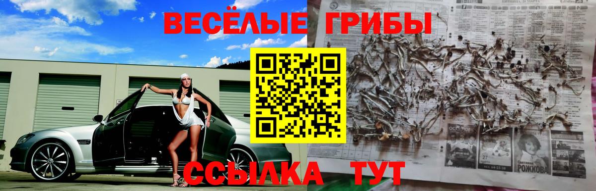 Галлюциногенные грибы Psilocybe Карпинск